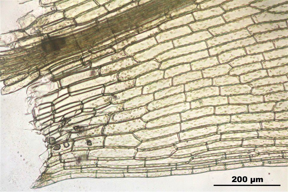 Funaria hygrometrica
