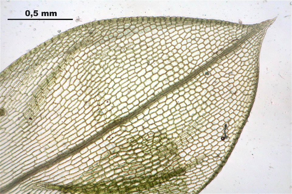 Funaria hygrometrica