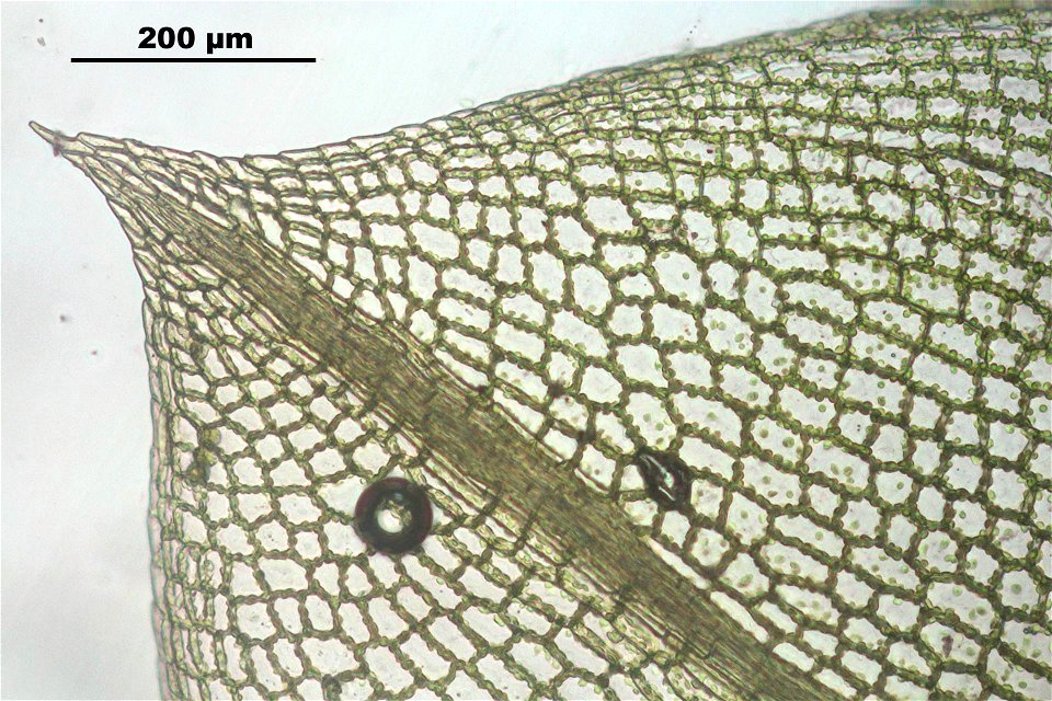 Funaria hygrometrica