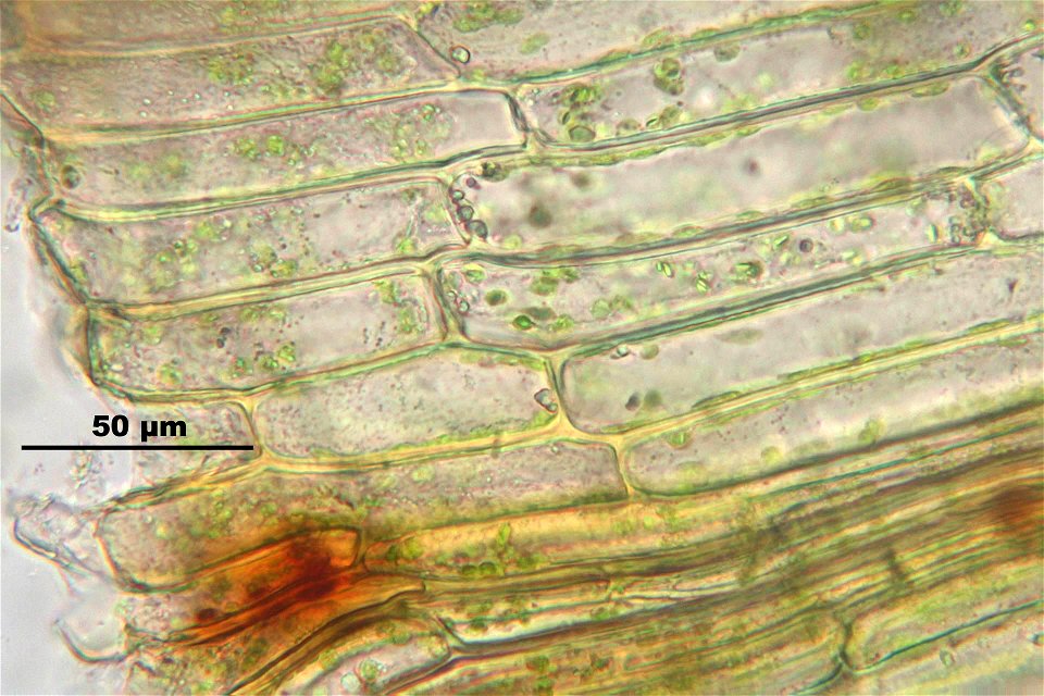 Funaria hygrometrica