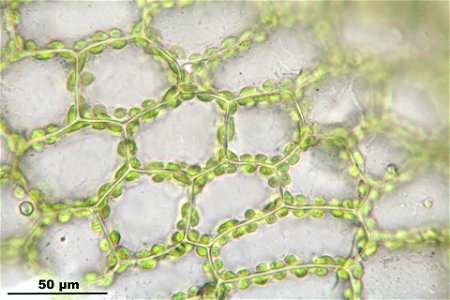 Funaria hygrometrica