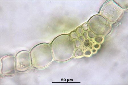 Funaria hygrometrica