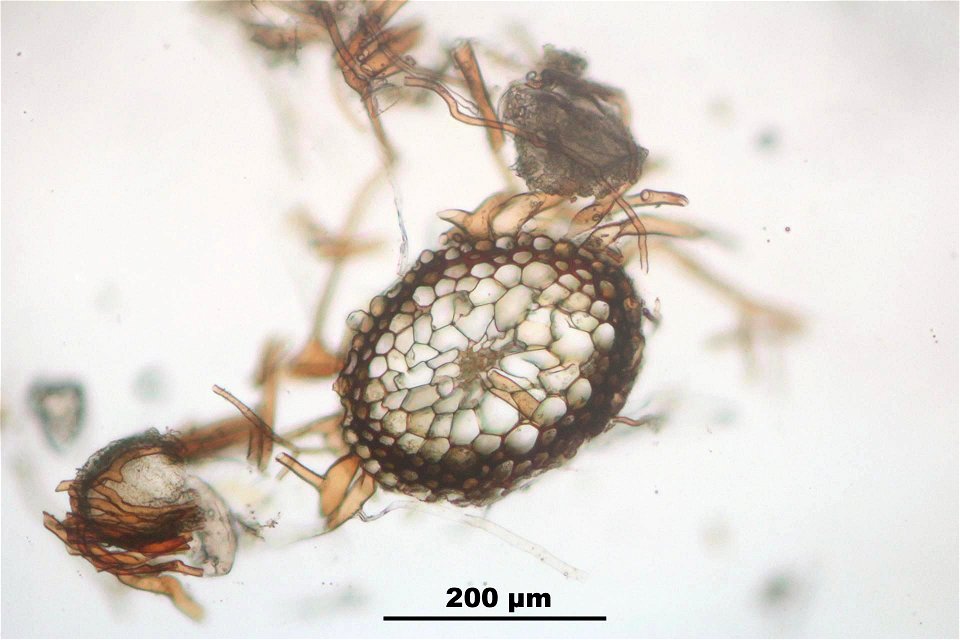 Funaria hygrometrica