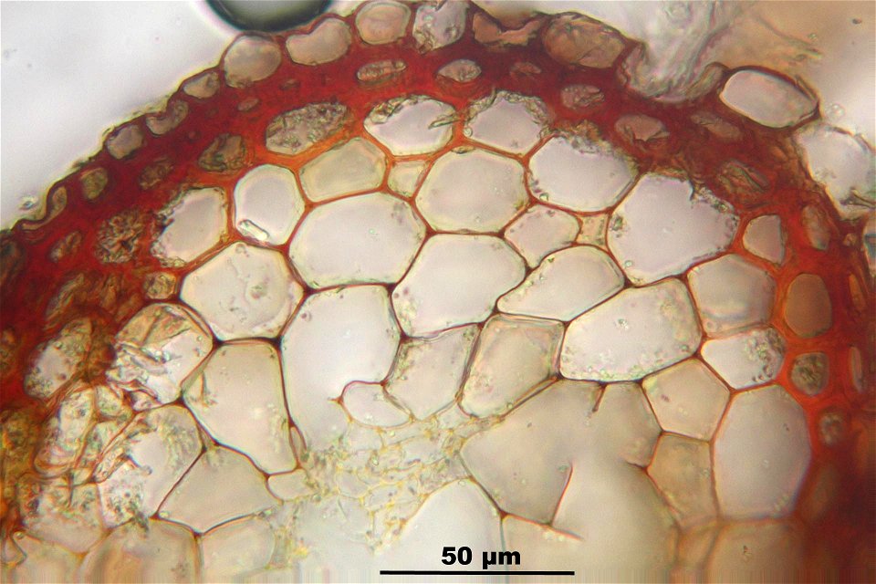 Funaria hygrometrica