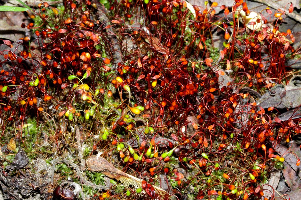 Funaria hygrometrica
