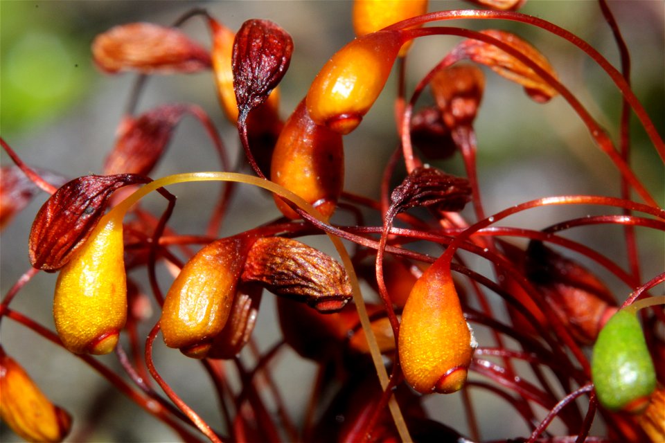 Funaria hygrometrica