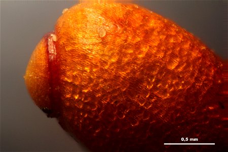 Funaria hygrometrica