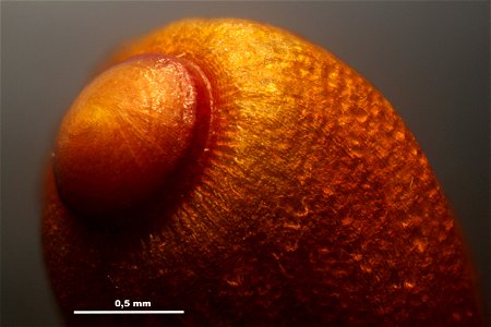Funaria hygrometrica