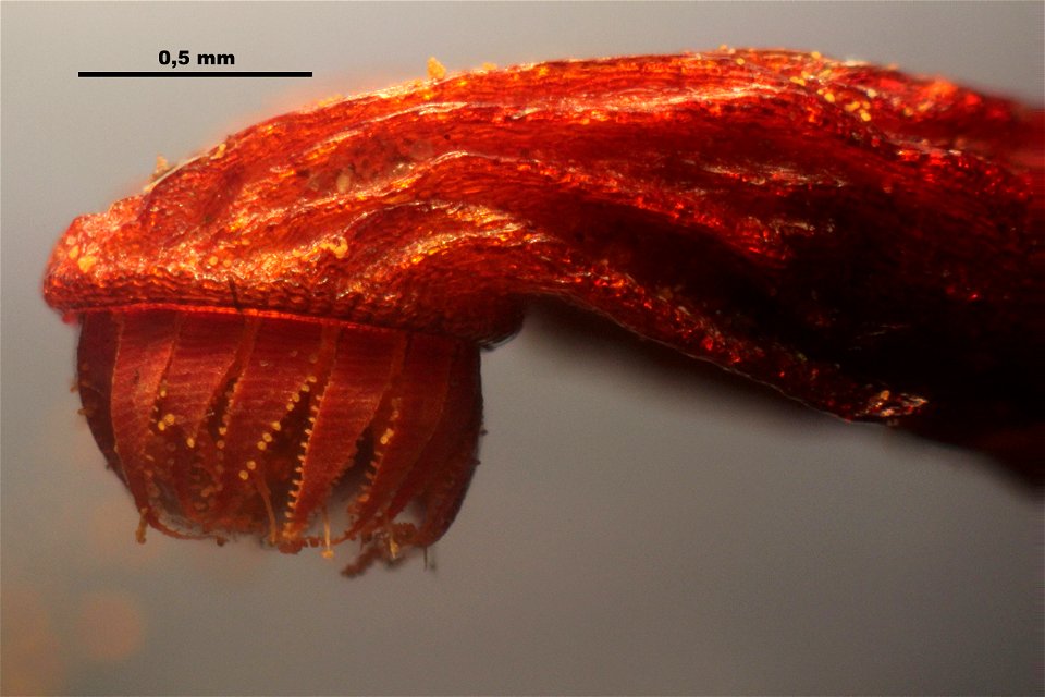 Funaria hygrometrica
