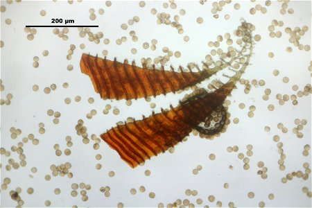 Funaria hygrometrica