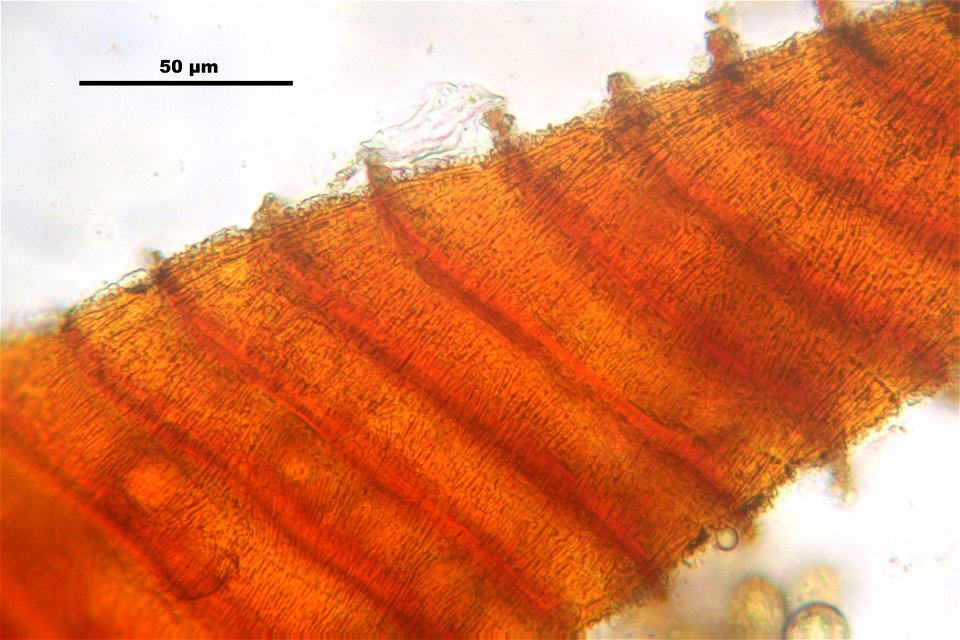 Funaria hygrometrica
