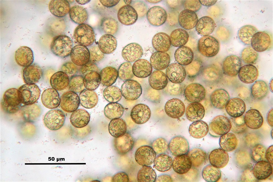 Funaria hygrometrica