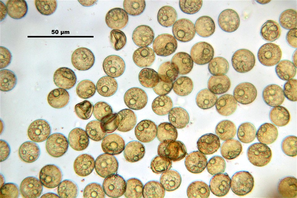 Funaria hygrometrica