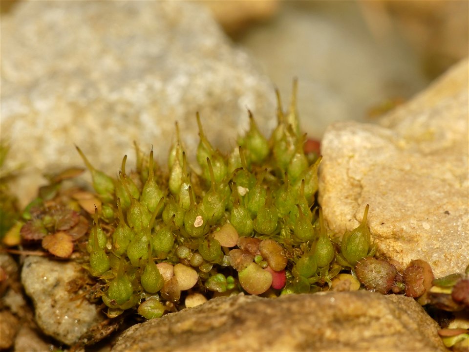 Bonfire moss (Funaria hygrometrica)