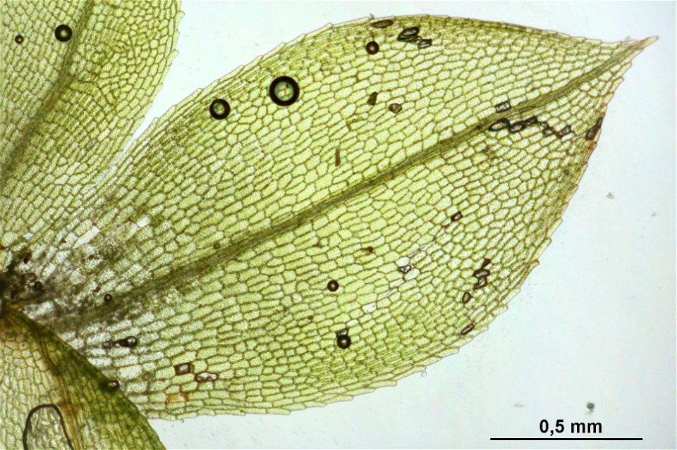 Physcomitrium pyriforme