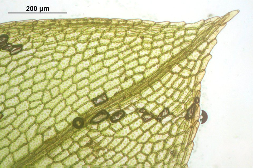 Physcomitrium pyriforme