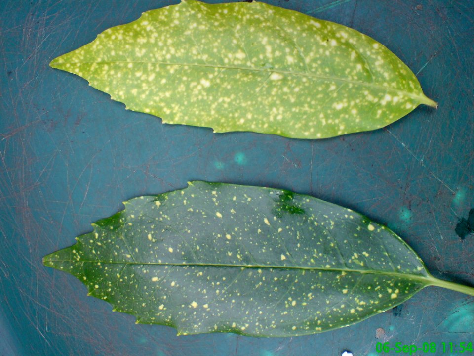 Spotted Laurel leaves. Male on left female on right.