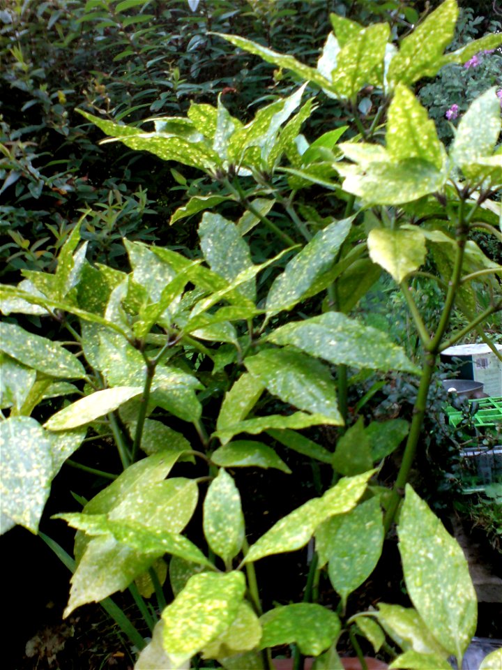 Spotted Laurel Female