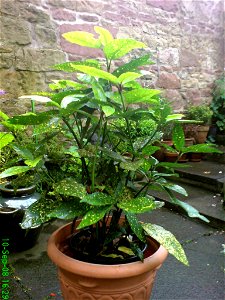 Spotted Laurel Male