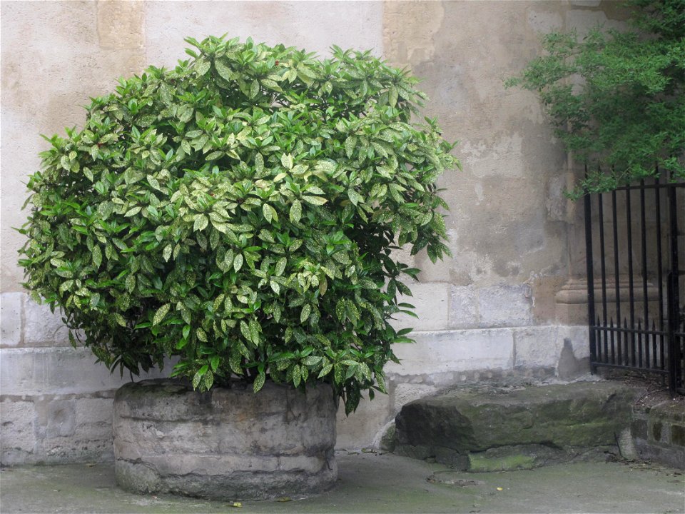Flagstone of the ancient roman road (north-south), at the bottom and on the right of the facade of the church Saint-Julien-le-Pauvre, Paris 5th arr.