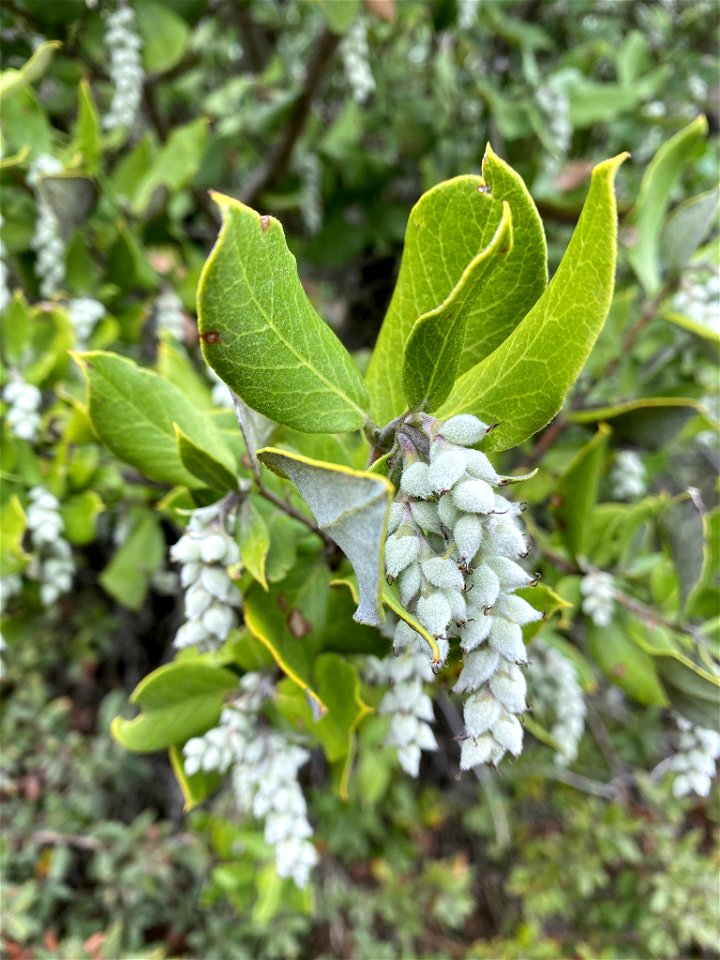 Coast Silk Tassel Garrya elliptica, Los Padres NF, San Luis Obispo, California