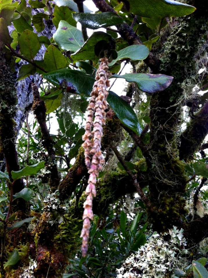 Coast Silk Tassel Garrya elliptica, Oregon Dunes NRA, Douglas Co, Oregon