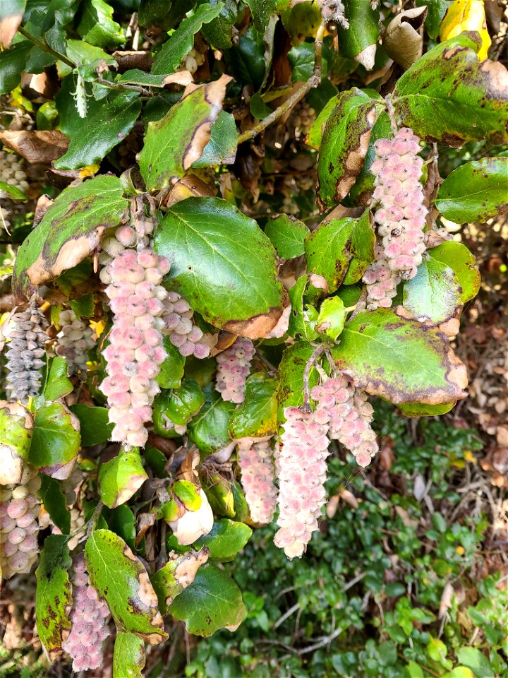 Coast Silk Tassel Garrya elliptica, Redwoods National Park, Del Norte County, California