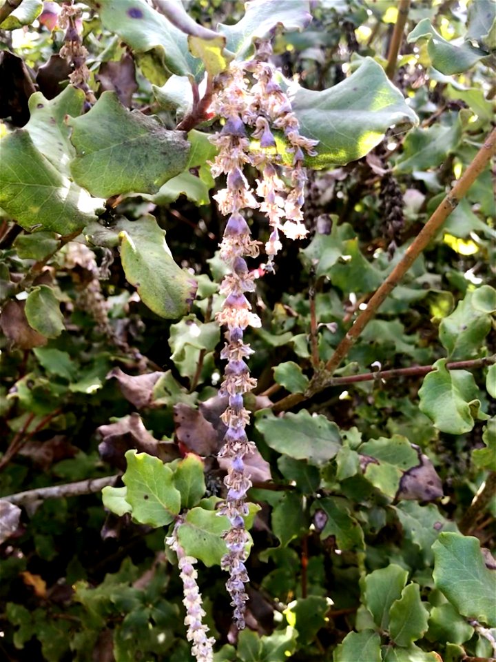 Coast Silk Tassel Garrya elliptica, Presidio, San Francisco, California