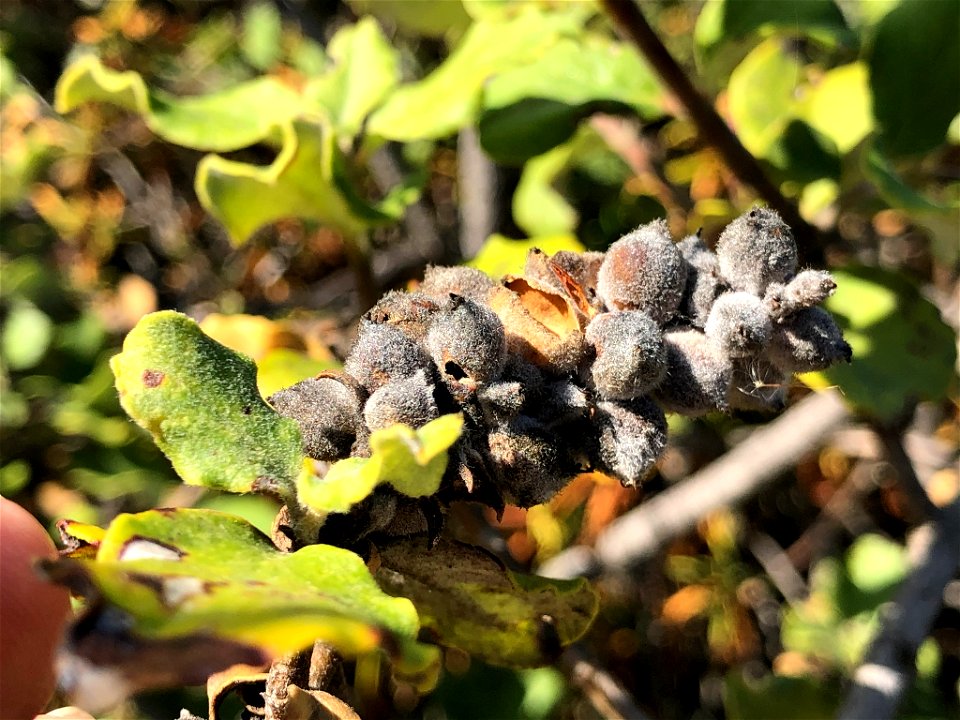 Coast Silk Tassel Garrya elliptica, Las Trampas Regional Wilderness, San Ramon, Contra Costa County, California
