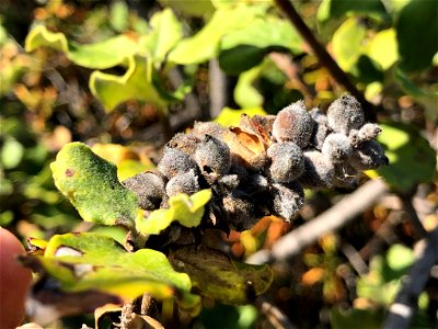 Coast Silk Tassel Garrya elliptica, Las Trampas Regional Wilderness, San Ramon, Contra Costa County, California