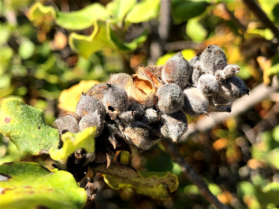 Coast Silk Tassel Garrya elliptica, Las Trampas Regional Wilderness, San Ramon, Contra Costa County, California