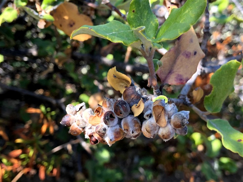 Coast Silk Tassel Garrya elliptica, Las Trampas Regional Wilderness, San Ramon, Contra Costa County, California