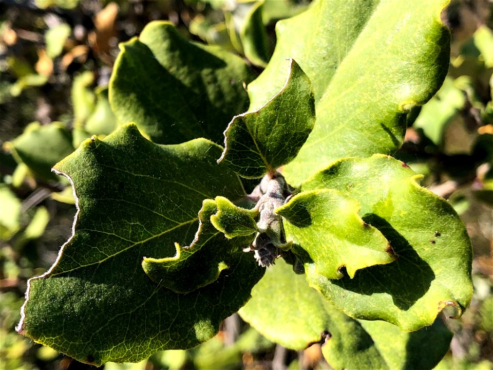 Coast Silk Tassel Garrya elliptica, Las Trampas Regional Wilderness, San Ramon, Contra Costa County, California