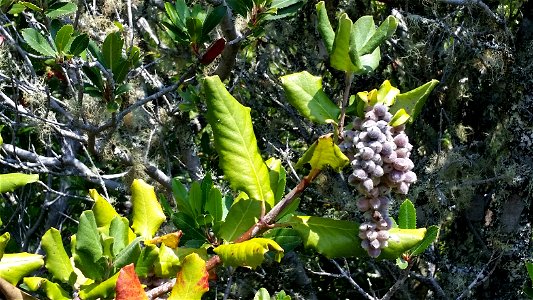 Coast Silk Tassel Garrya elliptica, Pomo Canyon Trail, Sonoma Coast State Park, California