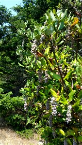 Coast Silk Tassel Garrya elliptica, Pomo Canyon Trail, Sonoma Coast State Park, California