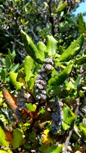 Coast Silk Tassel Garrya elliptica, Pomo Canyon Trail, Sonoma Coast State Park, California