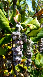 Coast Silk Tassel Garrya elliptica, Pomo Canyon Trail, Sonoma Coast State Park, California