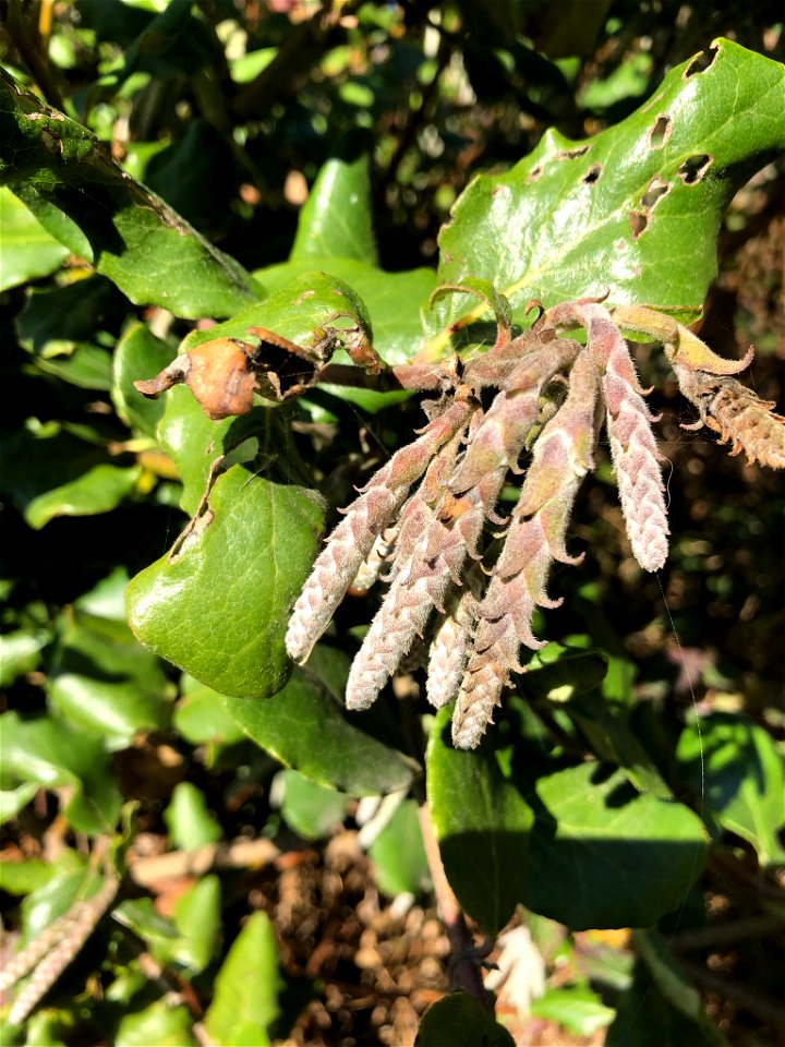 Coast Silk Tassel Garrya elliptica, Scenic Drive, Trinidad, Humboldt County, California