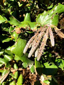Coast Silk Tassel Garrya elliptica, Scenic Drive, Trinidad, Humboldt County, California