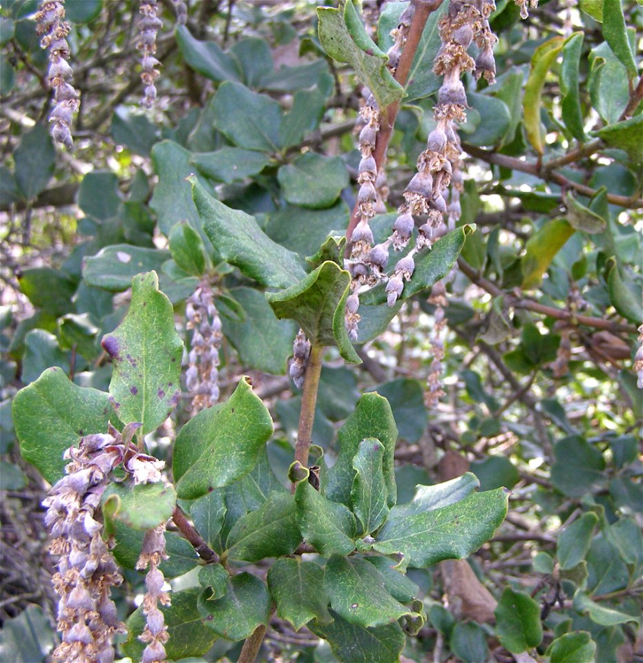 Leaves and spent blooms of Garrya congdonii.