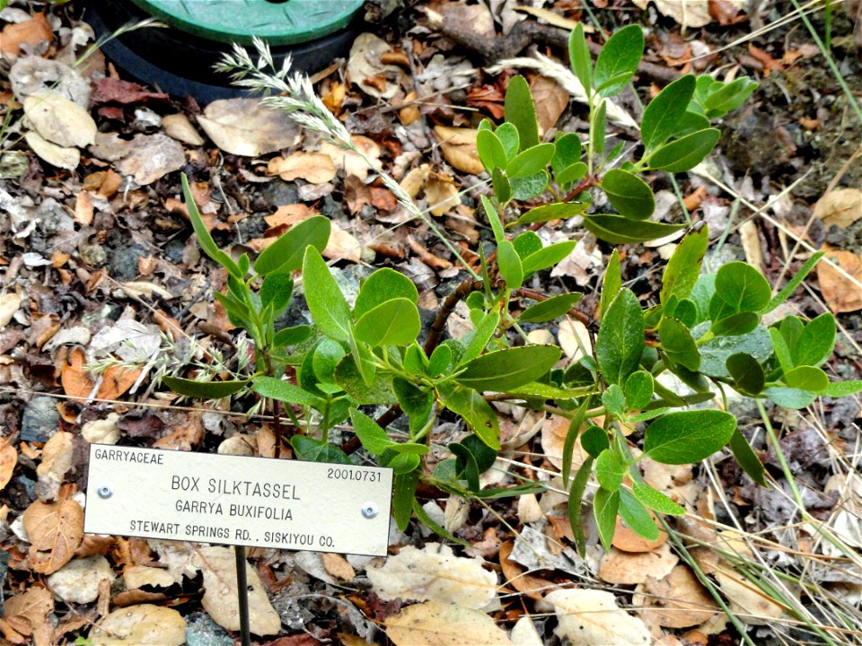 — Boxleaf silktassel. 

Specimen in the University of California Botanical Garden, Berkeley, California, USA.