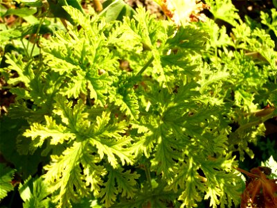geranium