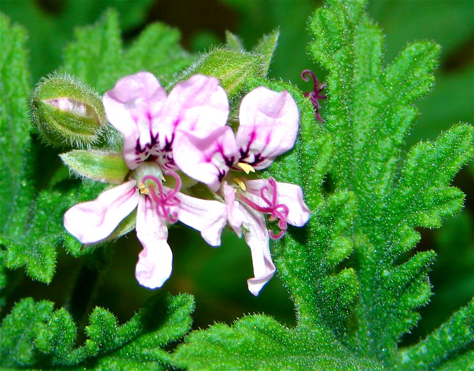 malva flor - folhas