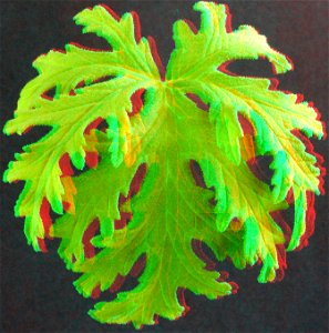 Anaglyph close-up image of geranium leaf