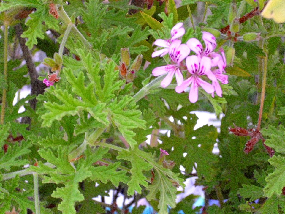 Geranium cultivar, close up, Torrelamata, Torrevieja, Alicante, Spain