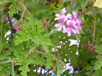 Geranium cultivar, close up, Torrelamata, Torrevieja, Alicante, Spain