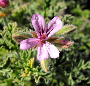 Pelargonium 'Lady Plymouth' at the San Diego Home & Garden Show, Del Mar, California, USA. Identified by exhibitor's sign.