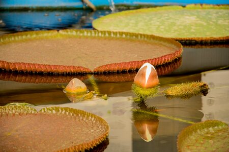 Water lily pond aquatic plants