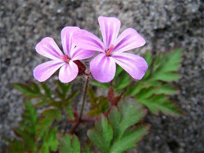 Ruprechtskraut (Geranium robertianum) am Hauptbahnhof Kaiserslautern