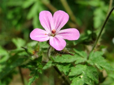 Ruprechtskraut (Geranium robertianum) auf dem Feldherrenhügel (Naturschutzgebiet Oftersheimer Dünen))